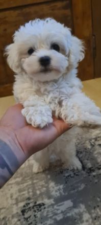 Unsere hundedame hat ein wunderschönes Mädel zur Welt