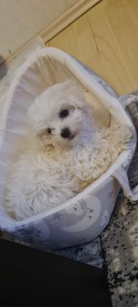 Unsere hundedame hat ein wunderschönes Mädel zur Welt