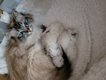 Heilige Birma Kitten wir haben wunderschöne süße