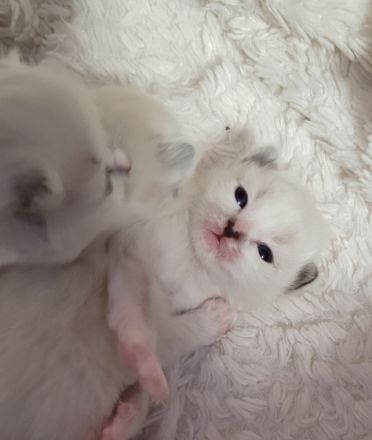 Heilige Birma Kitten wir haben wunderschöne süße