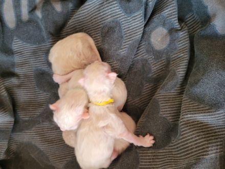 Heilige Birma Kitten wir haben wunderschöne süße