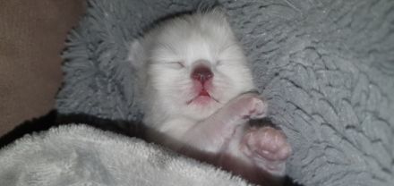 Heilige Birma Kitten wir haben wunderschöne süße