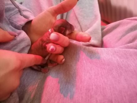 Am 18.02.2022 wurden unsere lieblichen chihuahua Welpen