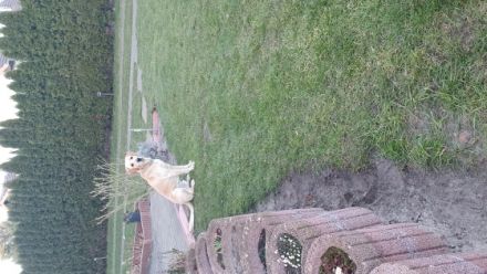 Wir suchen für Lennox eine neue Familie, oder ein