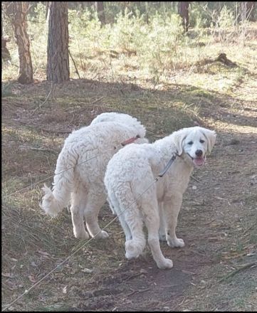 Bran und Bärchen, Wir haben 2 traumhaft kräftige und