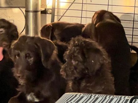 Meine Labradoodle Lady hat total schnuckelige Welpen