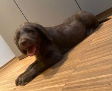 Meine Labradoodle Lady hat total schnuckelige Welpen