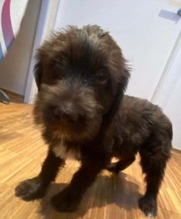 Meine Labradoodle Lady hat total schnuckelige Welpen