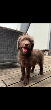 Meine Labradoodle Lady hat total schnuckelige Welpen