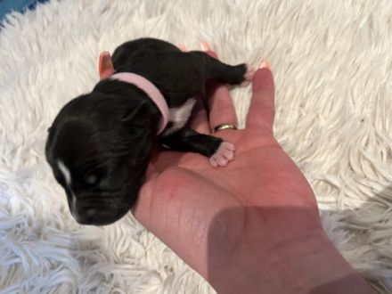 Unsere Nala hat heute 10 wunderschöne kerngesunde