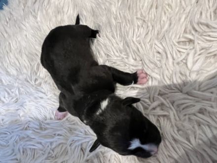 Unsere Nala hat heute 10 wunderschöne kerngesunde