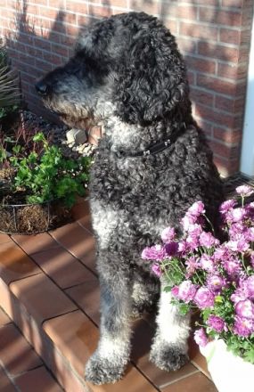 Wir haben wunderschöne Goldendoodle Welpen, die nich