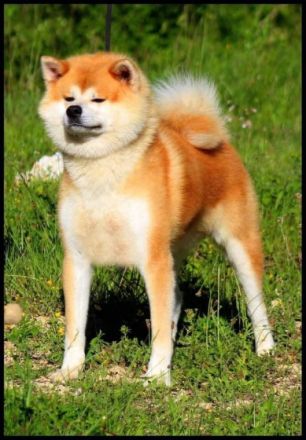 eine der besten Verpaarungen zur Zeit in Deutschland.