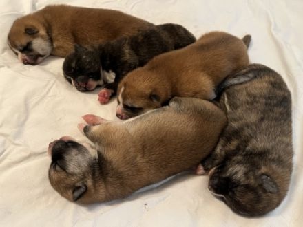 eine der besten Verpaarungen zur Zeit in Deutschland.