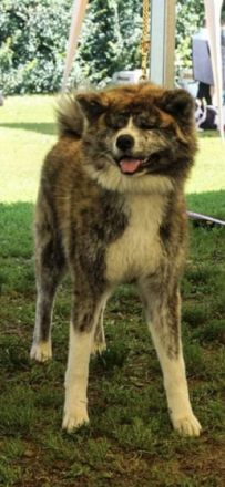 eine der besten Verpaarungen zur Zeit in Deutschland.