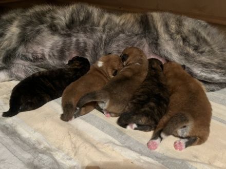 eine der besten Verpaarungen zur Zeit in Deutschland.