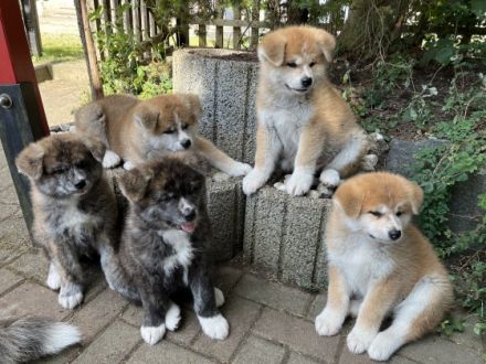 eine der besten Verpaarungen zur Zeit in Deutschland.