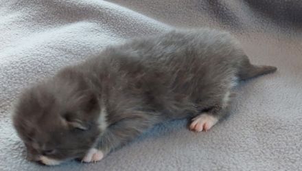 Die kleinen sind am 18.3. 22 geboren und ab dem 4.6.22