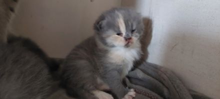 Die kleinen sind am 18.3. 22 geboren und ab dem 4.6.22