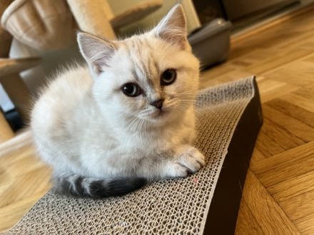 Hallo meine Verspielten gesunde reinrassige BKH-Kitten