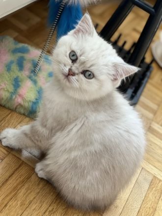 Hallo meine Verspielten gesunde reinrassige BKH-Kitten