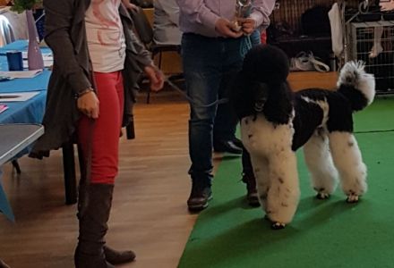 Kiro vom Karolinenberg