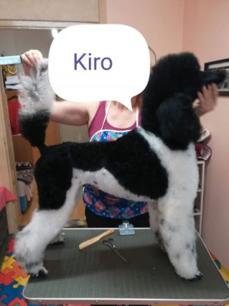 Kiro vom Karolinenberg