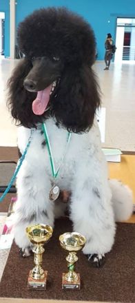 Kiro vom Karolinenberg