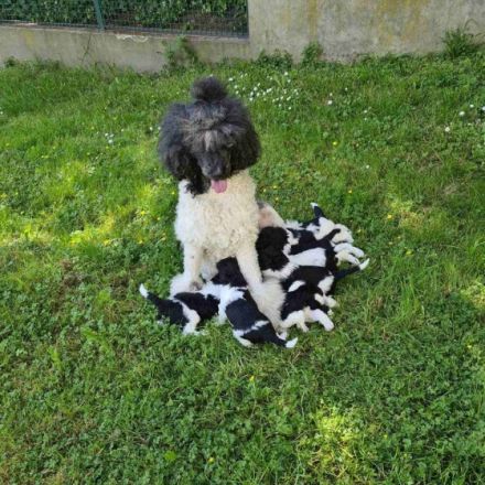 Kiro vom Karolinenberg