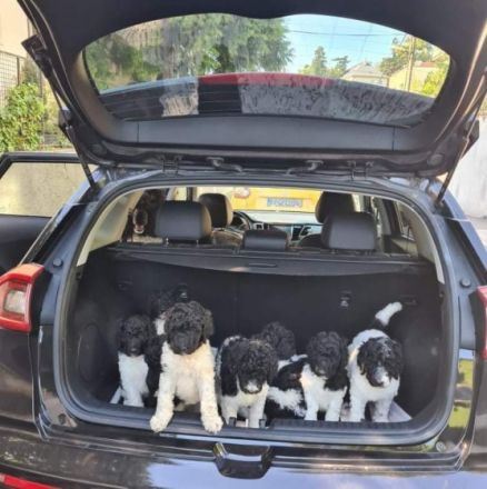 Kiro vom Karolinenberg