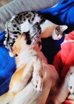 Luna, 3 Jahre alt, nicht sterilisiert, entwurmt,