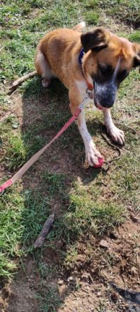 Luna, 3 Jahre alt, nicht sterilisiert, entwurmt,