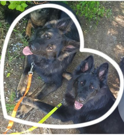 8 Wurf, nur noch 1 frei! *Sahnestückchen* Rarität! Nach