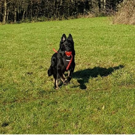 8 Wurf, nur noch 1 frei! *Sahnestückchen* Rarität! Nach