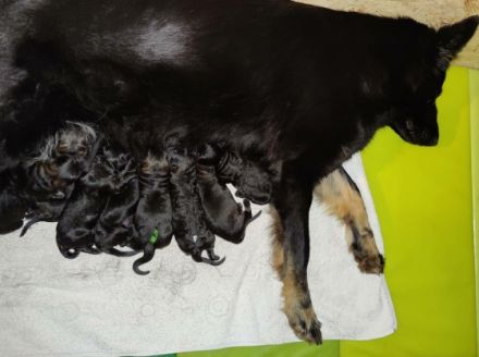 8 Wurf, nur noch 1 frei! *Sahnestückchen* Rarität! Nach