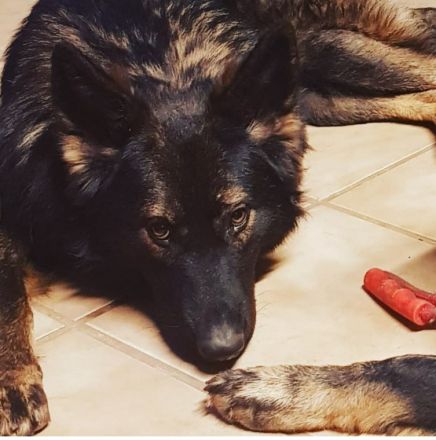 8 Wurf, nur noch 1 frei! *Sahnestückchen* Rarität! Nach