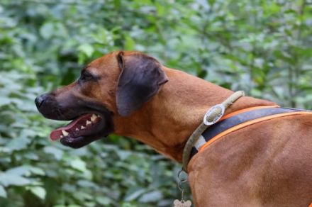 Letsatsi of Zazu´s Legacy © by Eko Patou