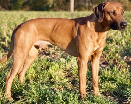 Letsatsi of Zazu´s Legacy © by Eko Patou