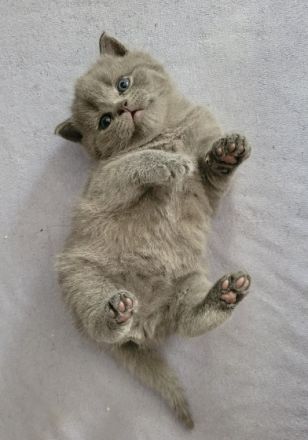 Hallöchen Am 01.03.2022 hat unsere liebevolle Britisch