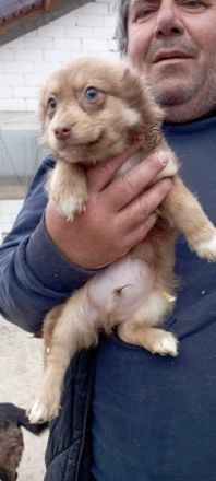 Liebe Hundeinteressenten, der Kleine Fin sucht seine