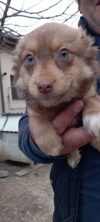 Liebe Hundeinteressenten, der Kleine Fin sucht seine