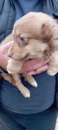 Liebe Hundeinteressenten, der Kleine Fin sucht seine