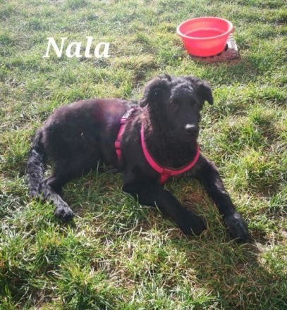 Unsere Hündin Nala hat am 16.03.2022, 6 süße Welpen zur