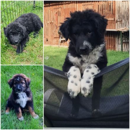 Unsere Hündin Nala hat am 16.03.2022, 6 süße Welpen zur