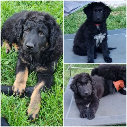 Unsere Hündin Nala hat am 16.03.2022, 6 süße Welpen zur