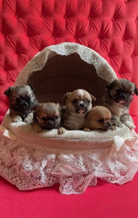 Am 25.02.2022 hat unsere Chihuahua Hündin ohne