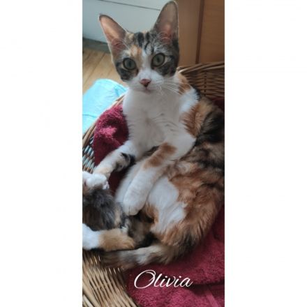 Wir sind Olivia & Nia, German Rexe und sind am 09.03