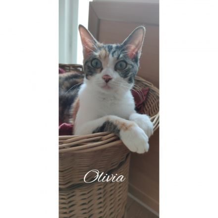 Wir sind Olivia & Nia, German Rexe und sind am 09.03