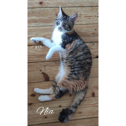 Wir sind Olivia & Nia, German Rexe und sind am 09.03