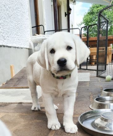 Labrador Welpen weiß aus der Showlinie mit Papiere.
